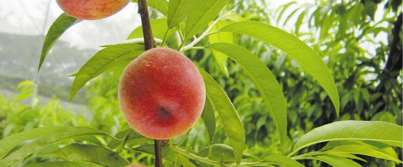 Фрукты персики